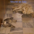 Mourek se Sally se chladijou na mramoru