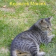 Mourek - dal�� zv��ec� mil��ek