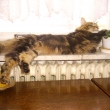 �ip�v odpo�inek na parapetn�m okn�