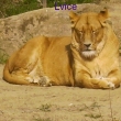 Zoo Le�n�